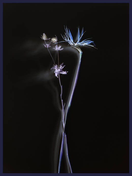 Flower_4676, 2020. Impresión ditone. 205 x 155 cm. Ed. 1/4