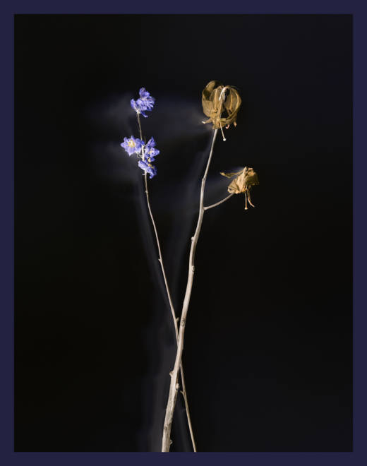 Flower_M_CO_8688, 2022. Impresión sobre metal. 83 x 66 cm. Ed. 1/4