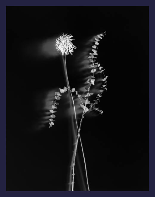 Flower_M_CO_9711, 2021. Impresión sobre metal. 83 x 66 cm. Ed. 1/4